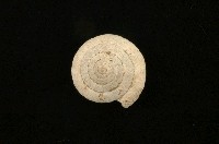 臺灣鱗盾蝸牛藏品圖，第1張